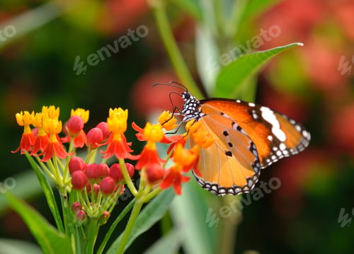Preview: Butterfly on orange flower