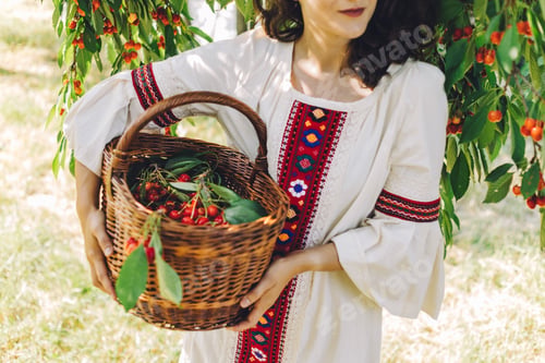 Preview: Picking fresh cherries.