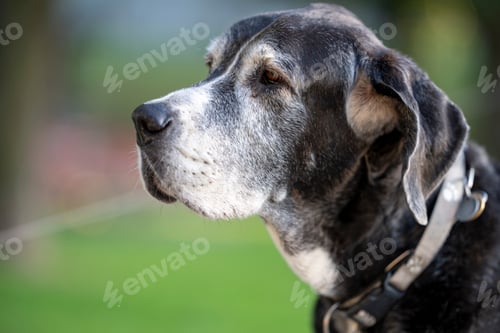 Preview: the dog is looking away from the camera from a grassy area