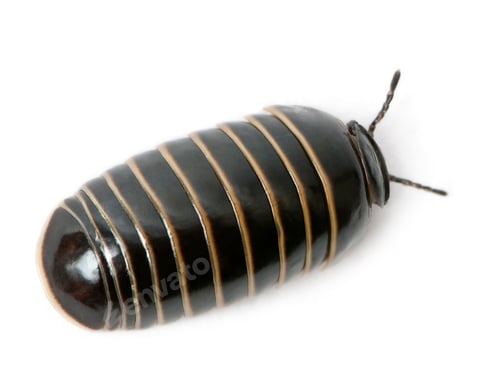 Preview: Glomeris marginata. Is a common European species of pill millipede