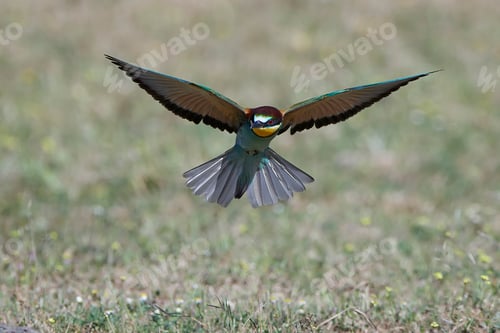 Preview: European bee-eater (Merops apiaster)