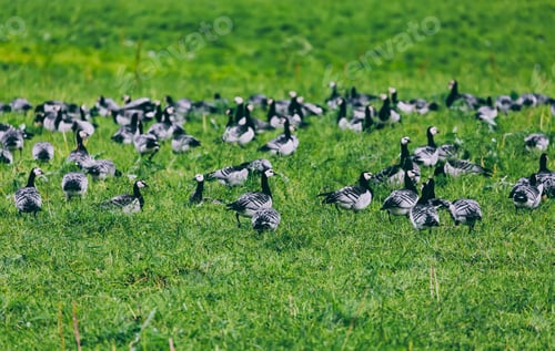 Preview: Barnacle Goose. A group of barnacle geese flock of migrating birds resting in green field in Finland