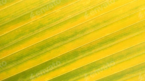 Preview: Macro shot of a leaf