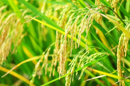 Preview: Paddy rice in field