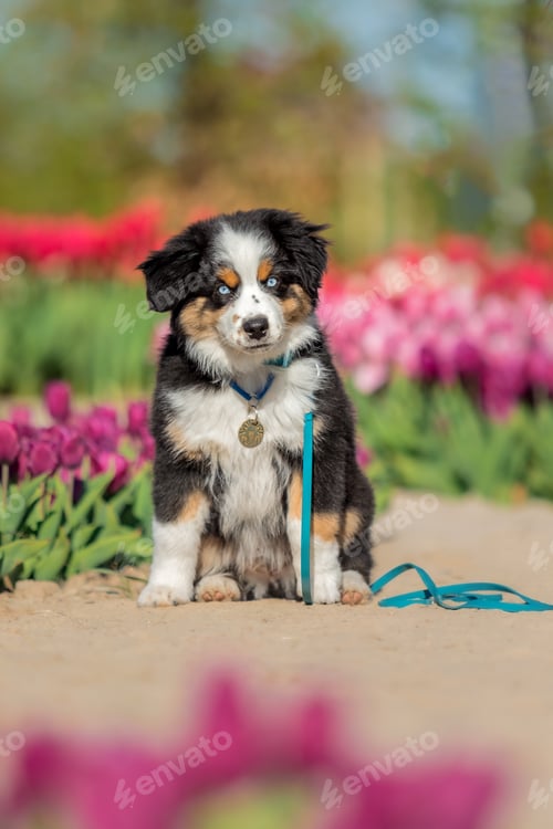 Preview: A dog sits in a field of tulips.