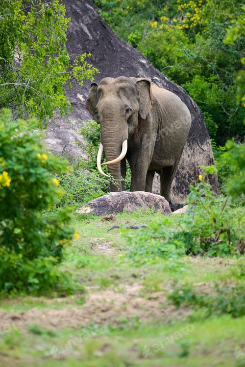 Preview: Majestic Asiatic elephant roaming free in Yala national park, Sri Lankan tusker elephant photo.