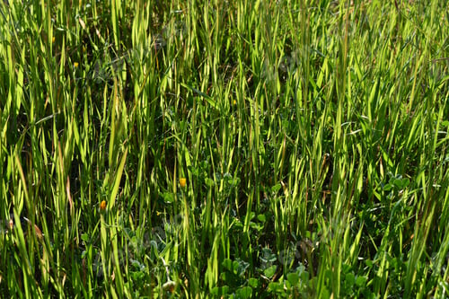 Preview: Grass and weeds growing on the ground. Grunge and rough surface.