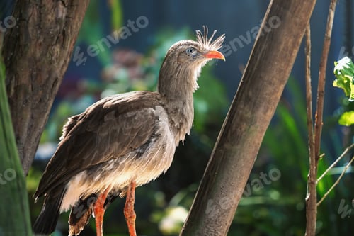 Preview: Red-legged Seriema bird (Cariama cristata)