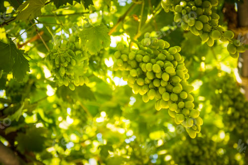 Preview: Grapes before the autumn harvest
