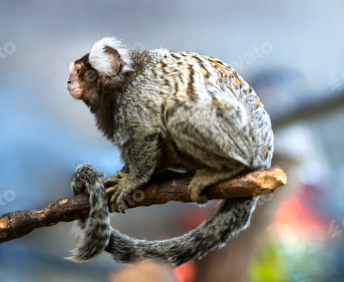 Preview: Dwarf green monkey