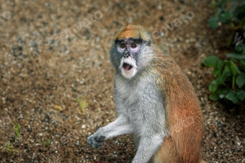 Preview: Patas Monkey (Erythrocebus patas) - Old World monkey