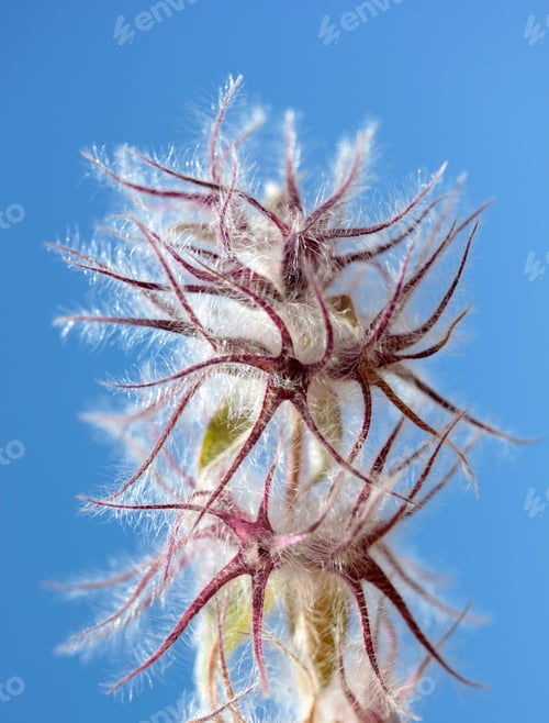 Preview: A wild fluffy flower in nature