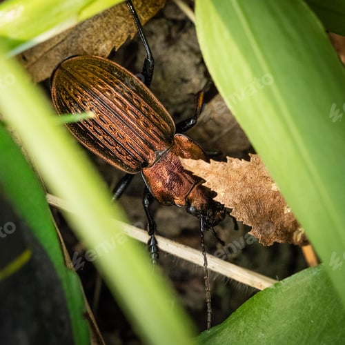 Preview: Closeup shot of the carabus ullrichii sitting alongside grasses and leaves