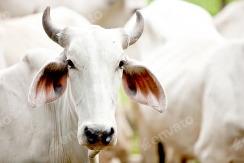 Preview: Brahman Cow At A Cattle Farm Or Ranch