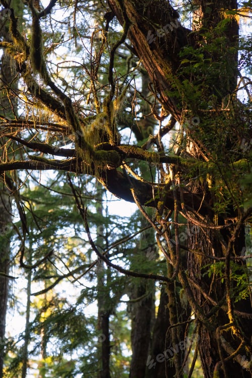 Preview: Tree covered in green moss during a vibrant winter sunrise