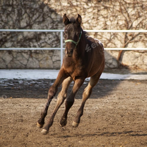 Preview: arabian, horse, mare, stallion, riding