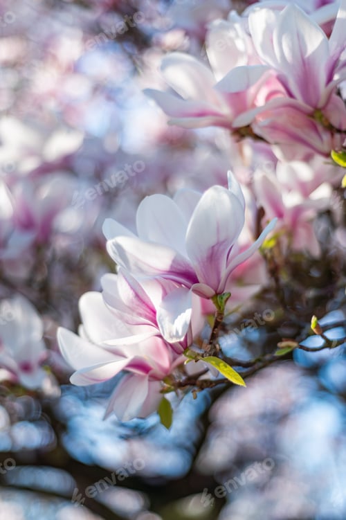 Preview: Magnolia Blossoms in Springtime, Delicate Floral Beauty