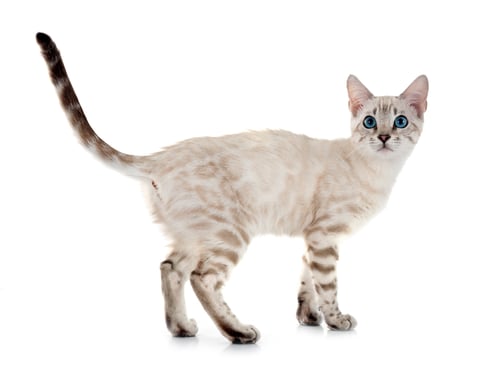 Preview: bengal kitten in studio