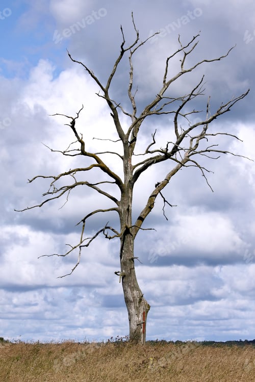 Preview: Dead tree standing alone in natural environment