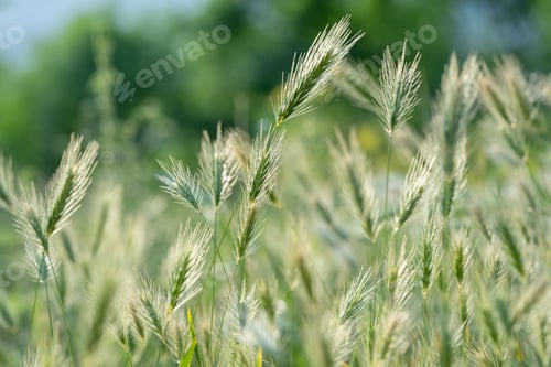 Preview: Closeup of ears of wild cereal crops at daylight sway in wind. Sunlit decorative green grass.
