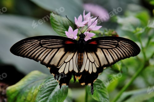 Preview: Closeup shot of a butterfly with black and white wings resting on a flower