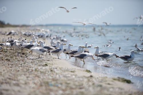 Preview: A flock of seagulls flying