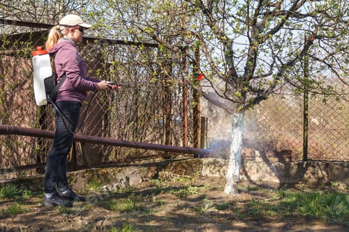 Preview: A woman works in the spring garden and spray with a rechargeable sprayer chemicals against pests