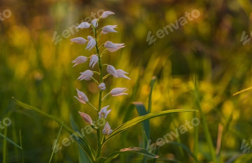 Preview: White flower in the grass