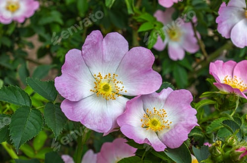 Preview: Light pink flowers of Dog rose, Rosa canina in bloom on branches.