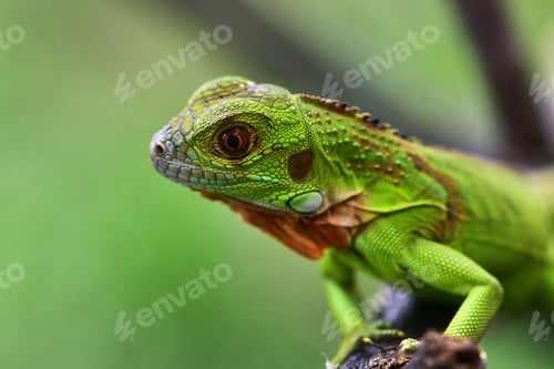 Preview: Close up photo of Green Iguana, Iguana iguana