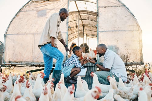 Preview: Farm, chicken and parents with girl with egg in countryside for learning, agriculture and vacation.