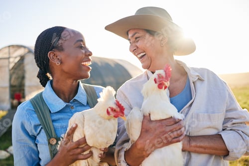 Preview: Agriculture, chicken and women laugh on farm for health check, animal wellness or growth in field.