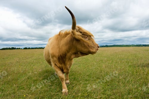 Preview: Front view of Highland Cow (Bos Taurus) looking away