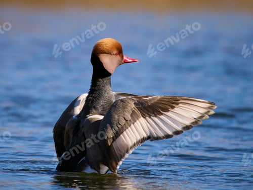 Preview: Red-crested pochard (Netta rufina)
