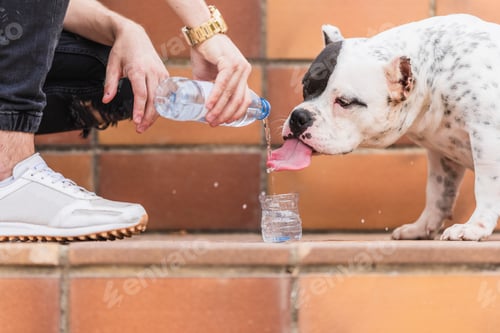 Preview: Woman giving water to an American bully dog outdoors