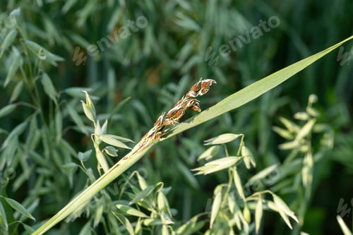 Preview: Loose Smut disease signs on oat close-up