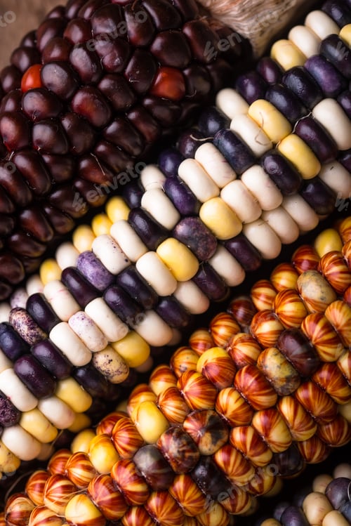 Preview: Color corn cobs close up.
