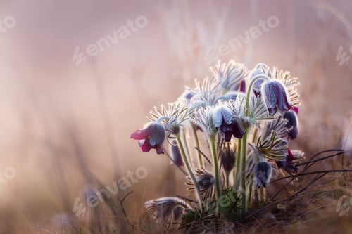 Soft Floral Beauty with Dreamy Golden Hour Light