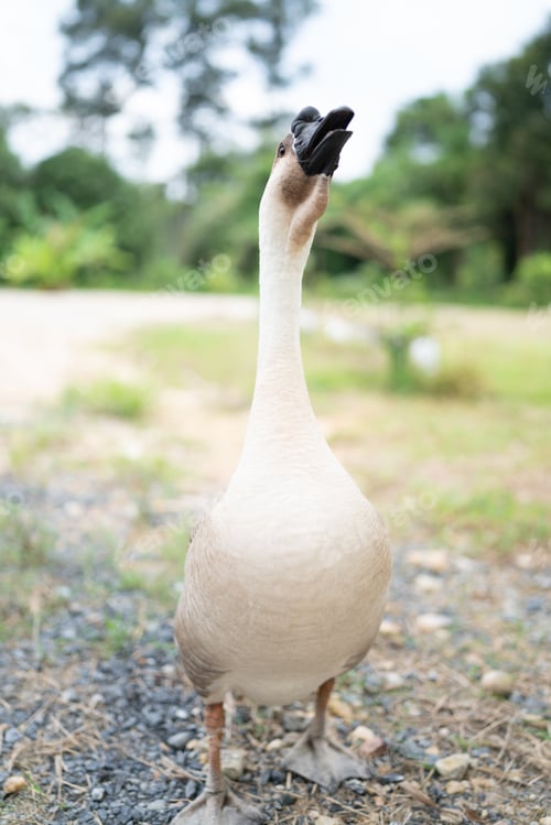 Preview: goose farming, animal living in nature farm, white goose bird or big duck with feather