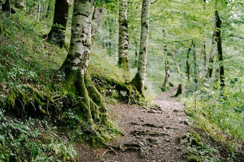 Preview: Trees along the path in the Biogradska Gora park. Montenegro
