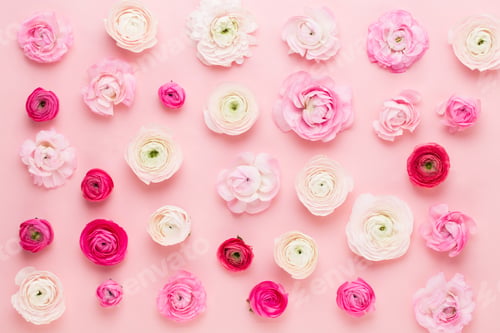 Preview: Beautiful colored ranunculus flowers on a pink background. Spring greeting card.