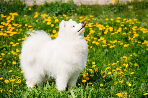 Preview: Young Happy Smiling White Samoyed Dog Or Bjelkier, Smiley, Sammy