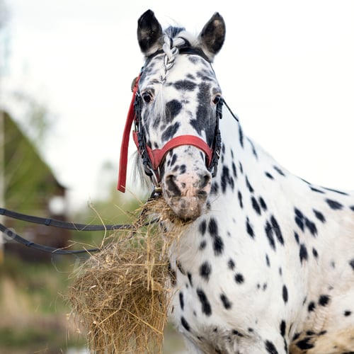 Preview: Beautiful gray-ticked horse eating hay and looking at the camera with interest