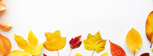 Colorful Autumn Leaves Border on White Background