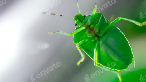 Preview: Macro shot of a green shield bug with vibrant color.