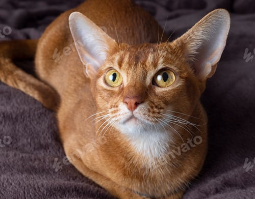 Preview: The Abyssinian purebred cat of red color meets all standards has high breed ratings lies on a dark