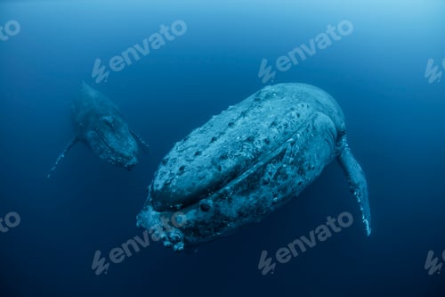 Preview: Underwater view of humpback whales, Revillagigedo Islands, Colima, Mexico