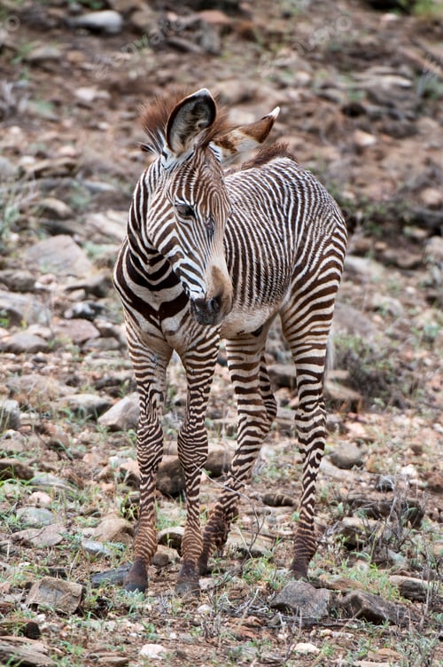 Preview: Grevy's Zebra (Equus grevyi), Samburu National Park, Kenya