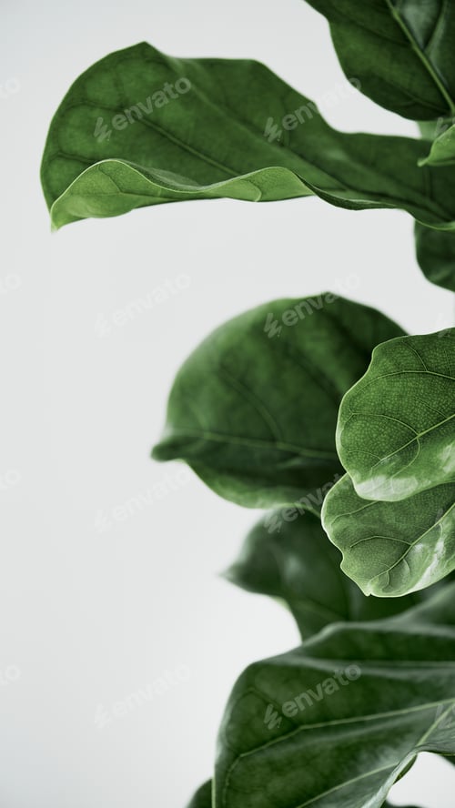 Preview: Fiddle leaf fig plant mobile phone background