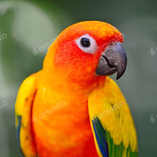 Preview: Sun Conure